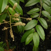 Embelia ribes Burm.f.